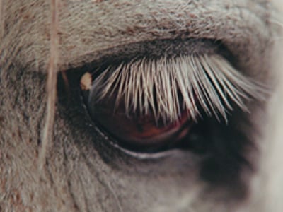 Dutch short films traveling to Winterthur 