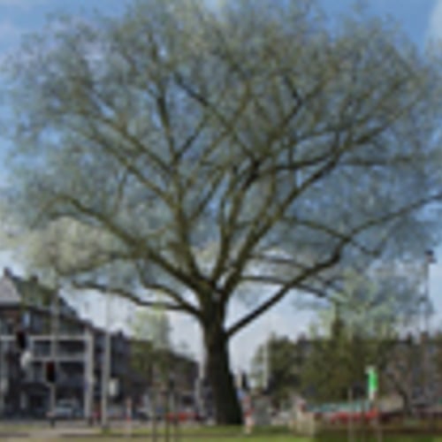Stadsbomen